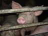 pigs