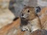 The Anerican Pika