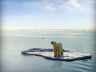 Polar bear on a remnant ice floe.