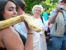 burmese python