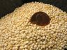 quinoa