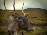 Reindeer: 