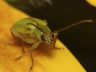corn rootworm