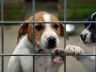 Cute puppy