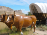 covered wagon
