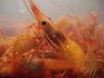 Shrimp tank