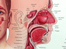 sinus