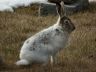 Growing or shedding a white winter coat at the wrong time is bad for hares