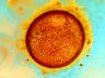 fertilized egg