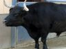 steer-300x250.jpg
