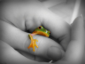 Tree frog.