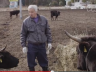 Naoto Matsumura with cows near Fukishima, Japan.