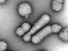 virus