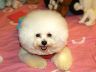 cute white fluffy dog that can't vote